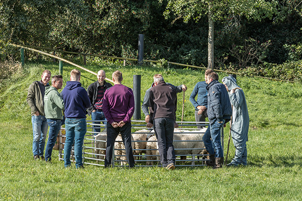 Landgoedboerderij schapen